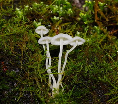 Hemimycena lactea