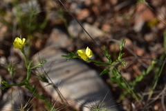 Linum nodiflorum