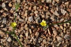 Linum nodiflorum