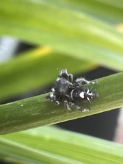 Phidippus audax