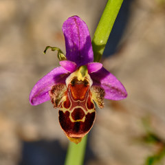 Ophrys scolopax