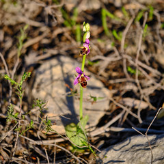 Ophrys scolopax