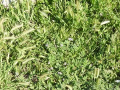 Hordeum murinum leporinum