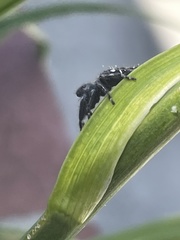 Phidippus audax