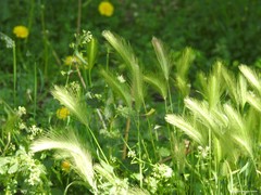 Hordeum murinum leporinum