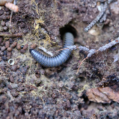 Acanthoiulus fuscipes