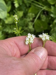 Valerianella chenopodifolia