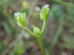 Valerianella dentata