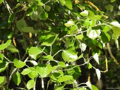 Populus alba