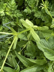 Valerianella chenopodifolia