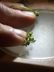 Valerianella chenopodifolia