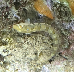 Microlipophrys dalmatinus