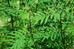 Mimosa asperata