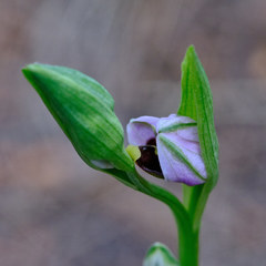 Ophrys scolopax