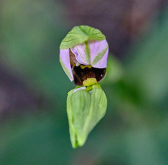 Ophrys scolopax