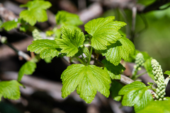 Ribes hudsonianum