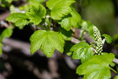 Ribes hudsonianum