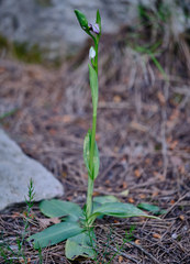 Ophrys scolopax