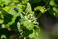 Ribes hudsonianum