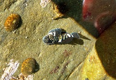 Clinocottus globiceps