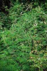 Mimosa asperata