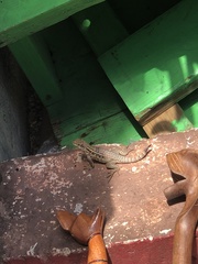 Leiocephalus carinatus