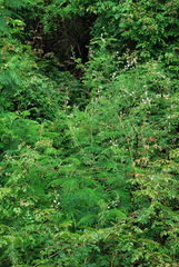 Mimosa asperata