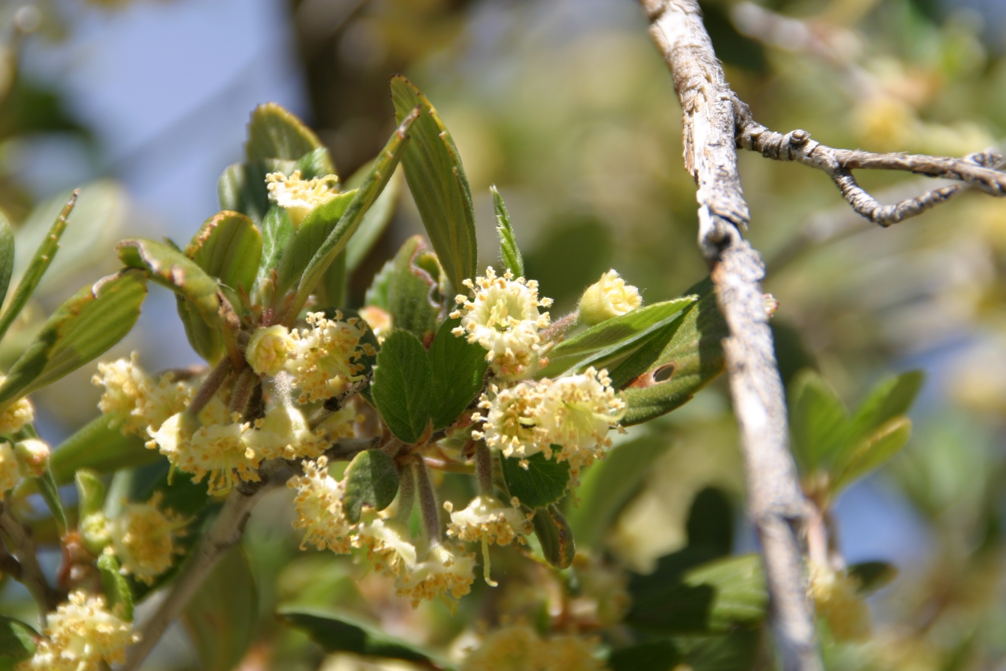 Cercocarpus betuloides var. betuloides