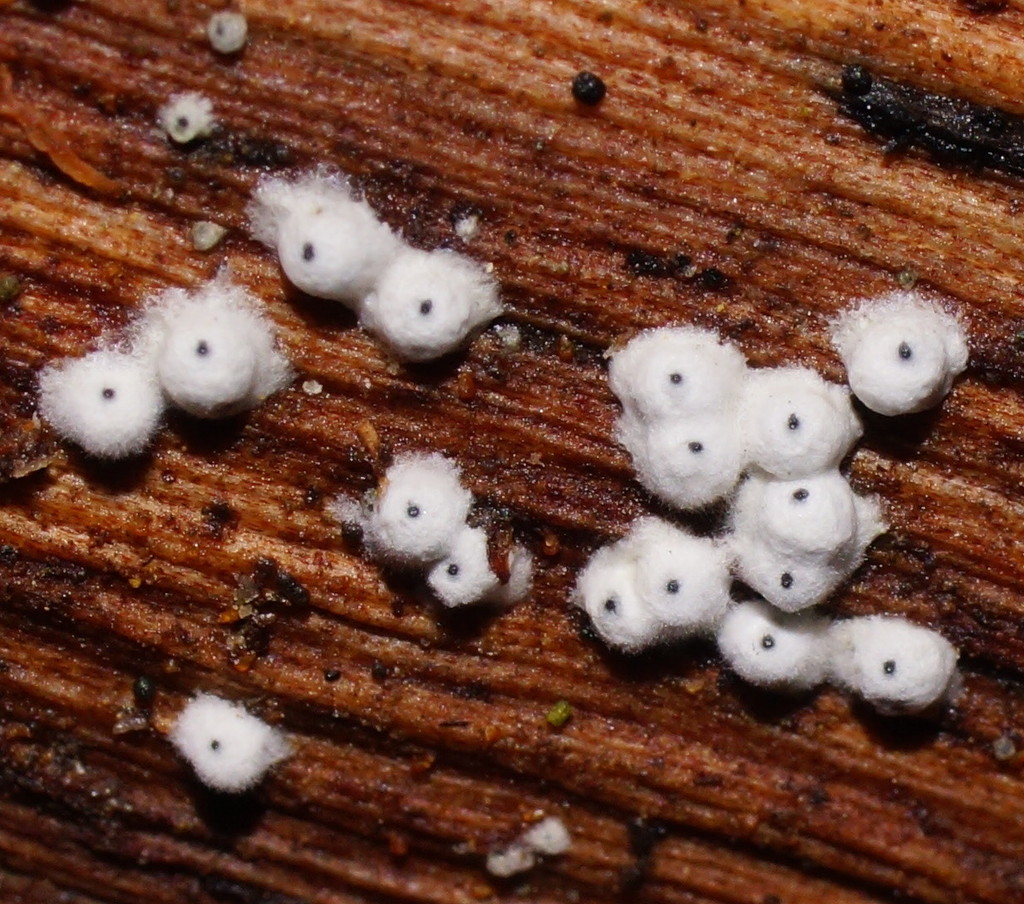 woolly woodwart