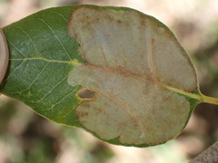 Disholandricus lasius