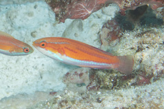 Paracheilinus rubricaudalis
