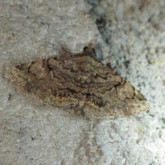 Toxonprucha repentis