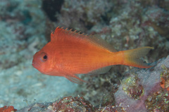 Cyprinocirrhites polyactis