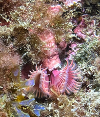 Serpula vermicularis