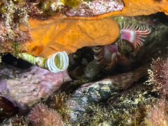 Serpula vermicularis