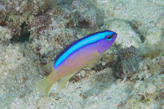 Chrysiptera caeruleolineata