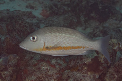 Lethrinus obsoletus