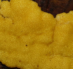 Trichoderma victoriense