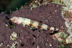 Synodus rubromarmoratus
