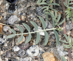 Astragalus lentiginosus albifolius