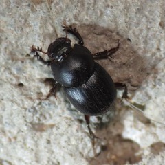 Onthophagini