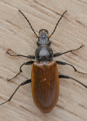 Megischia curvipes