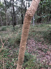 Codonocarpus attenuatus