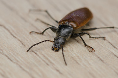 Megischia curvipes
