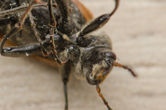 Megischia curvipes