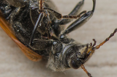 Megischia curvipes