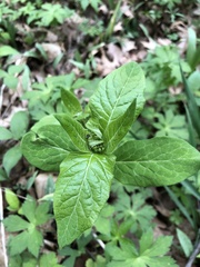 Asclepias exaltata