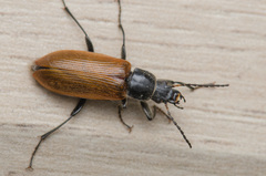 Megischia curvipes