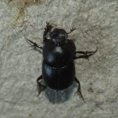 Onthophagini