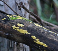 Trichoderma victoriense